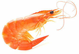 whole shrimp