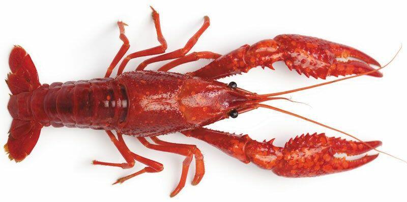 crawfish