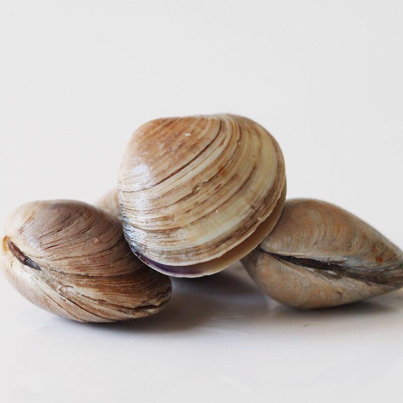 clams